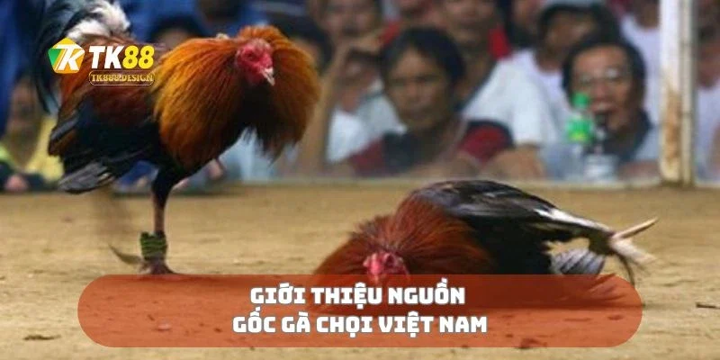 Giới thiệu nguồn gốc gà chọi Việt Nam