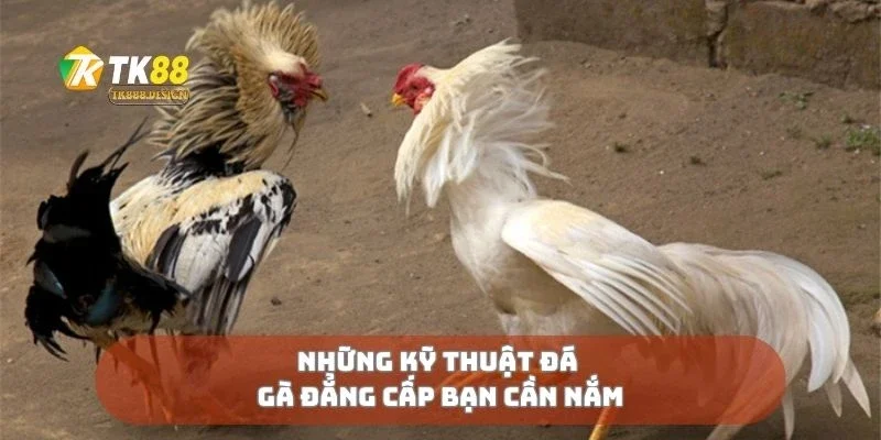 Những kỹ thuật đá gà đẳng cấp bạn cần nắm