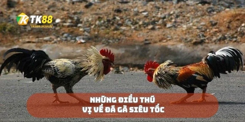 Những điều thú vị về đá gà siêu tốc