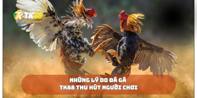 Những lý do đá gà TK88 thu hút người chơi